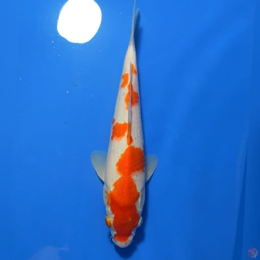 KOHAKU 25cm