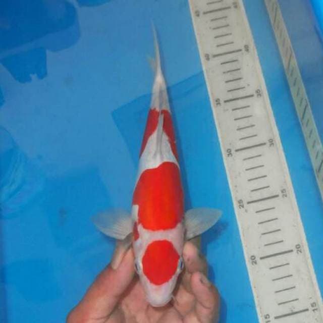 MARUTEN KOHAKU