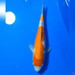 KOHAKU 24CM