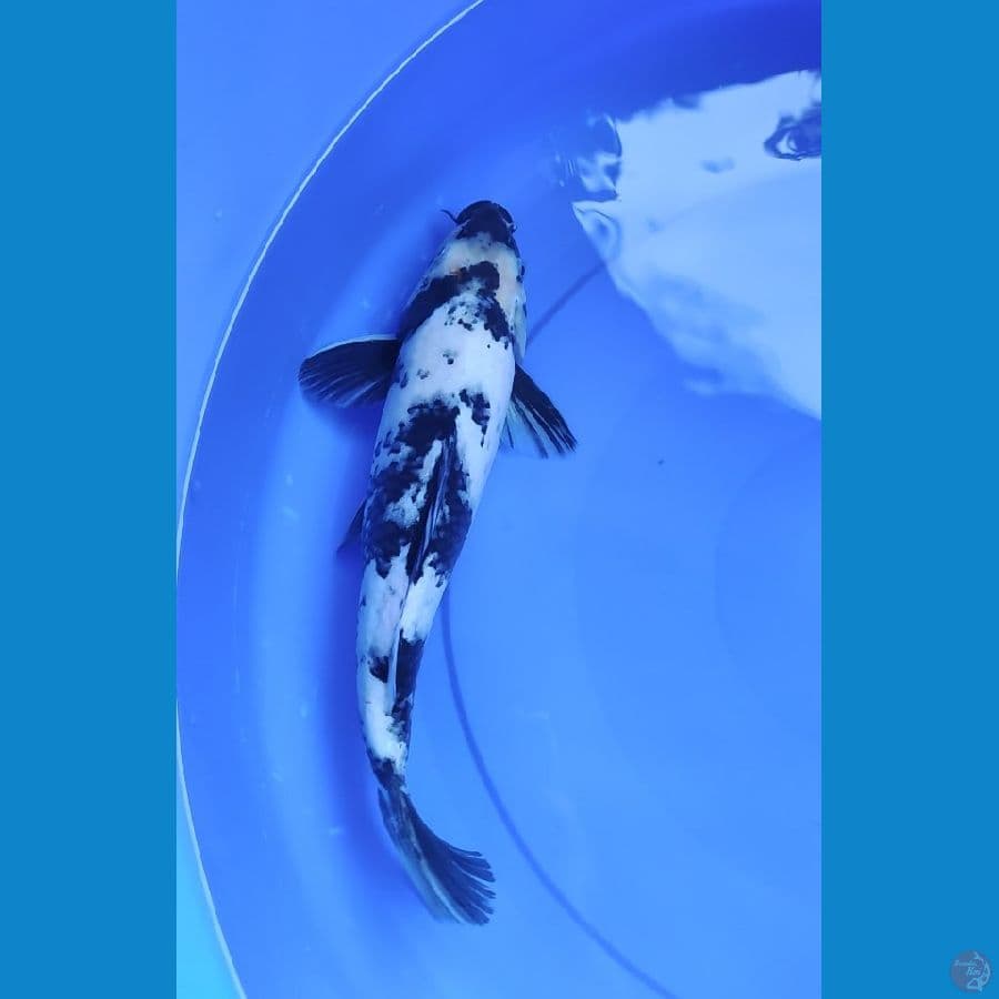 shiro 33 cm
