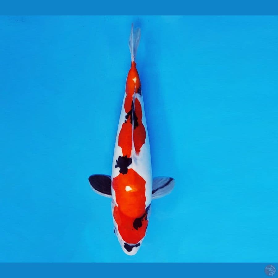 AKIRA 11 - SHOWA DOITSU EVO 26 cm/fm ®