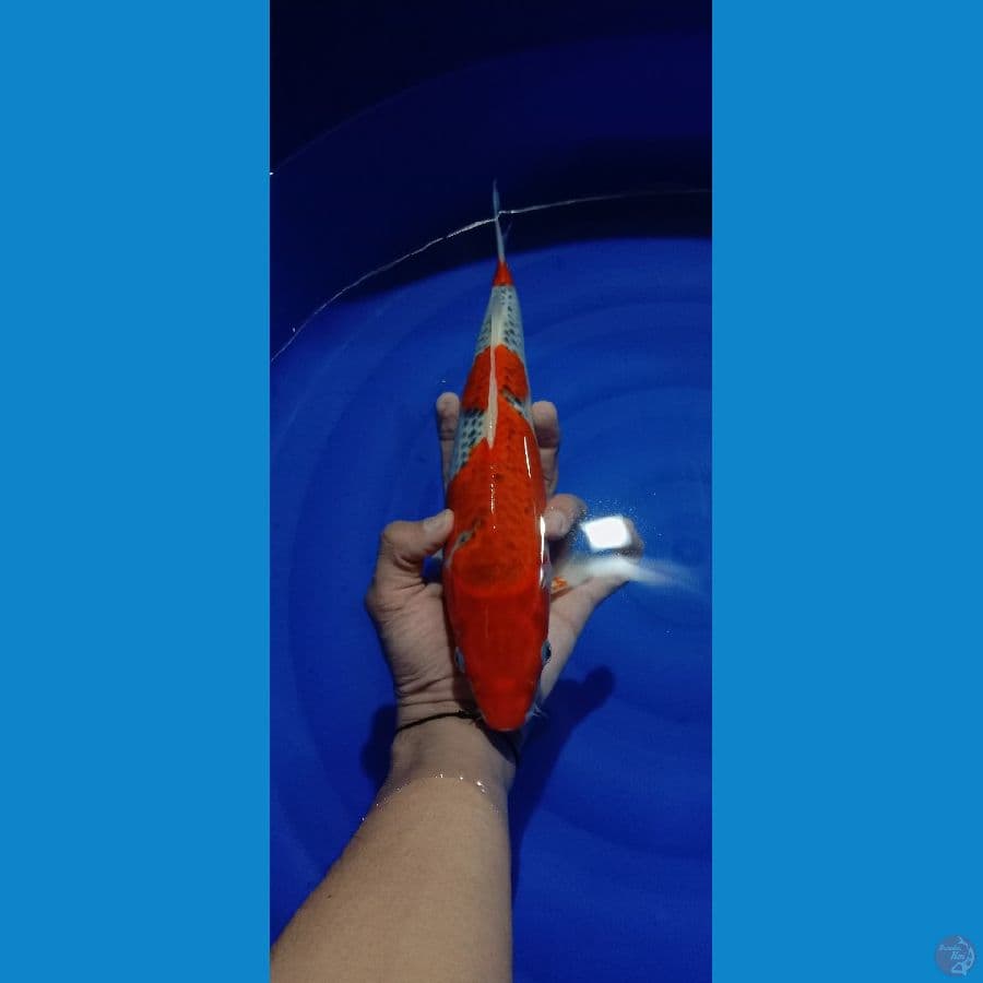 35cm GOSHIKI