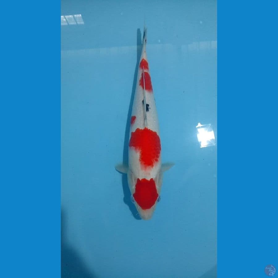 MARUTEN SANKE 34CM