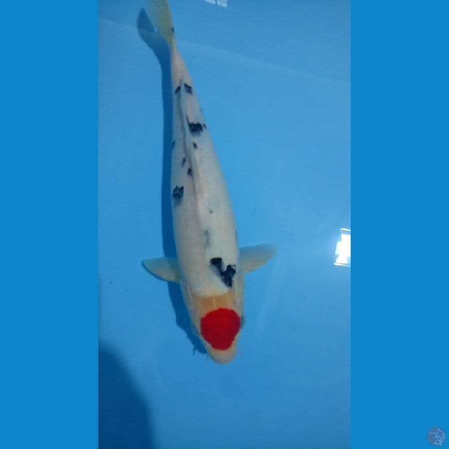TANCHO SANKE 33CM