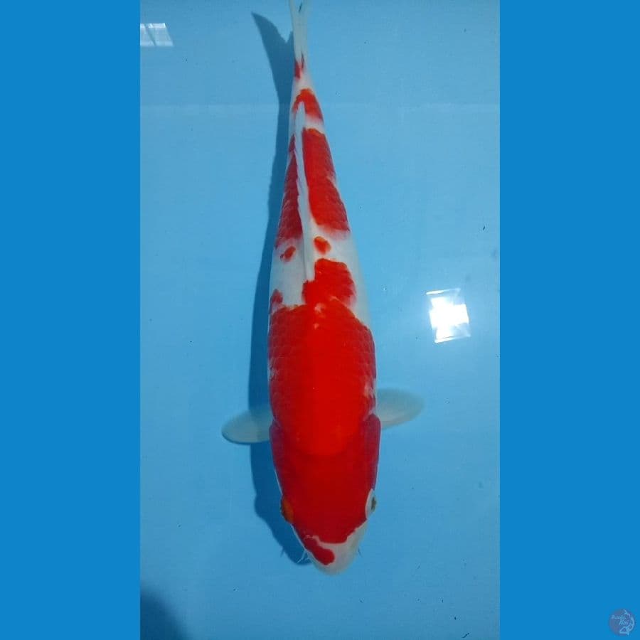 KOHAKU 34CM