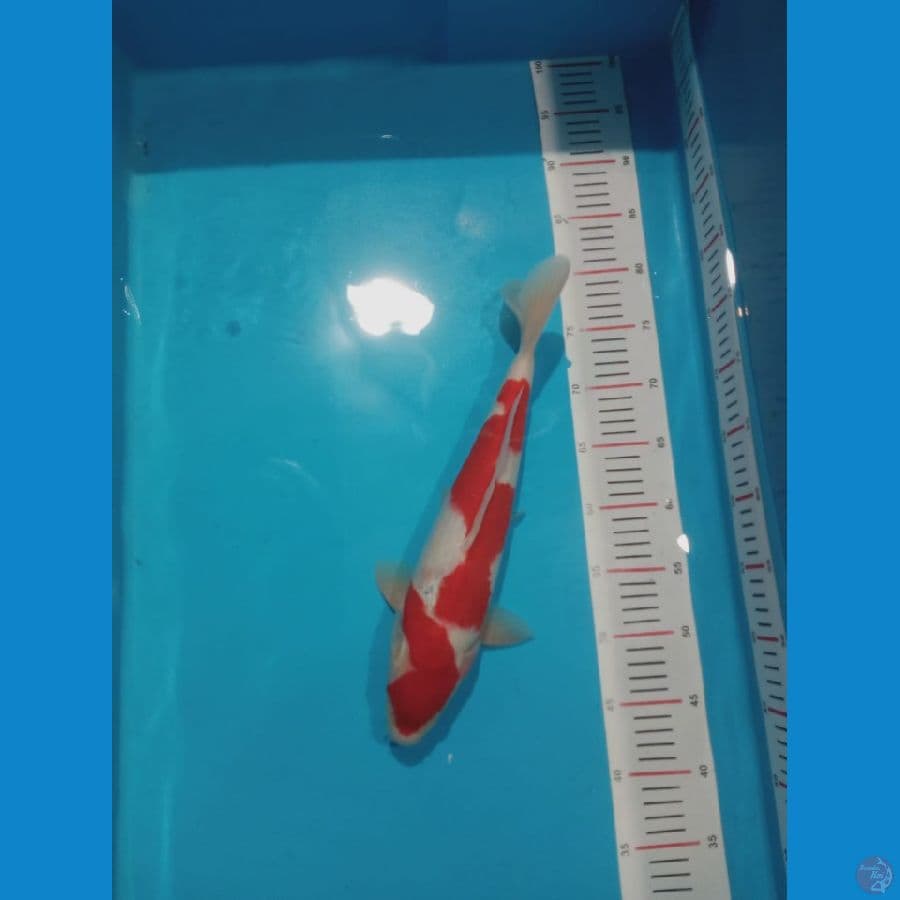 Kohaku cut kering 38 cm