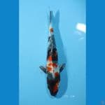 KIN SHOWA 30 CM