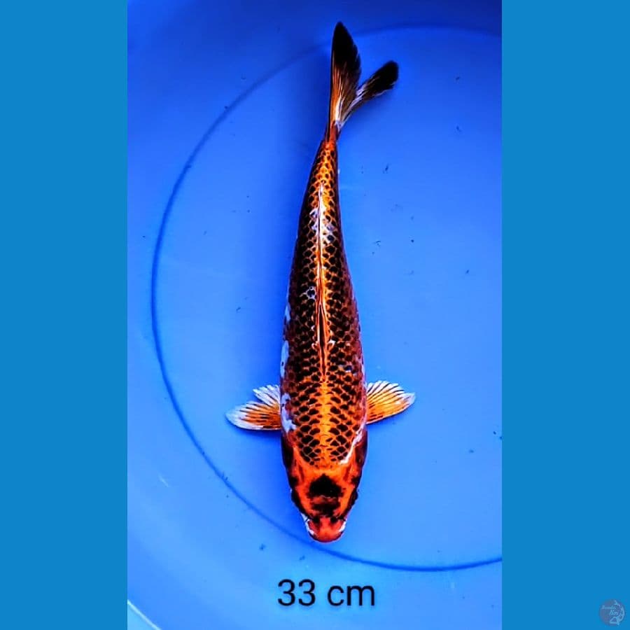kujaku strong 33 cm