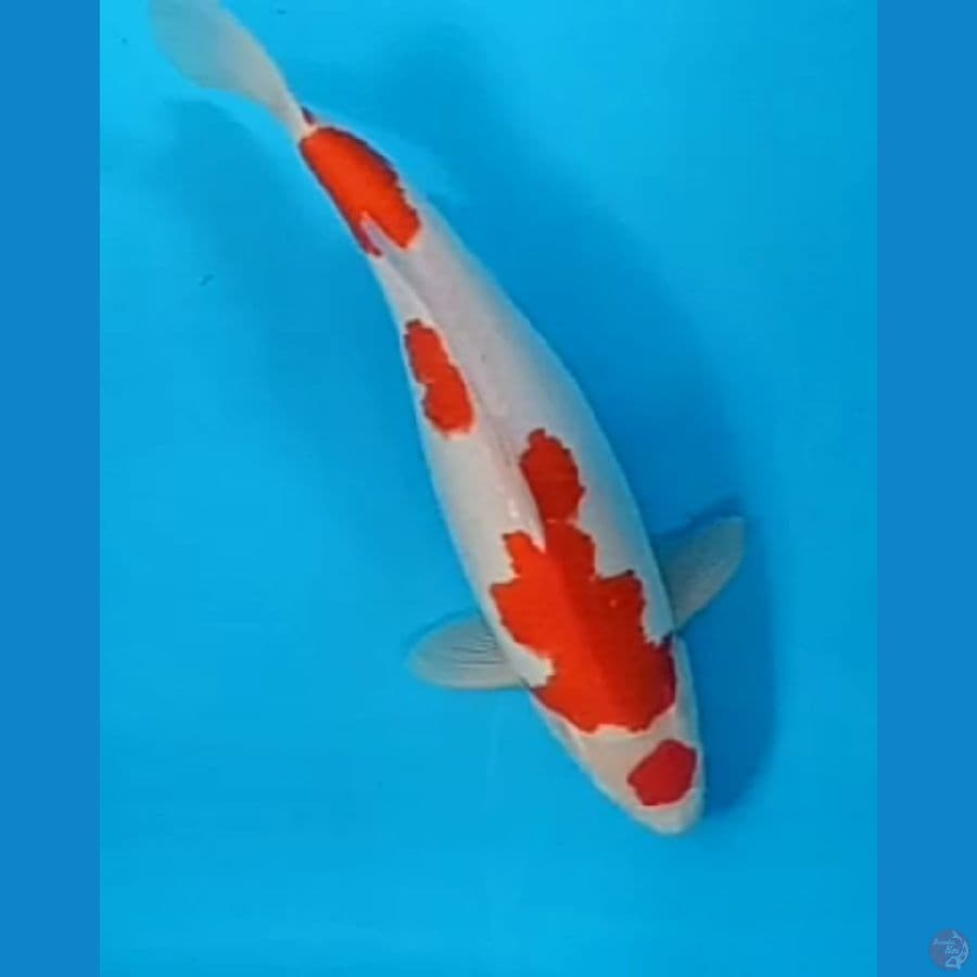 Kohaku jumbo AKF 52cm