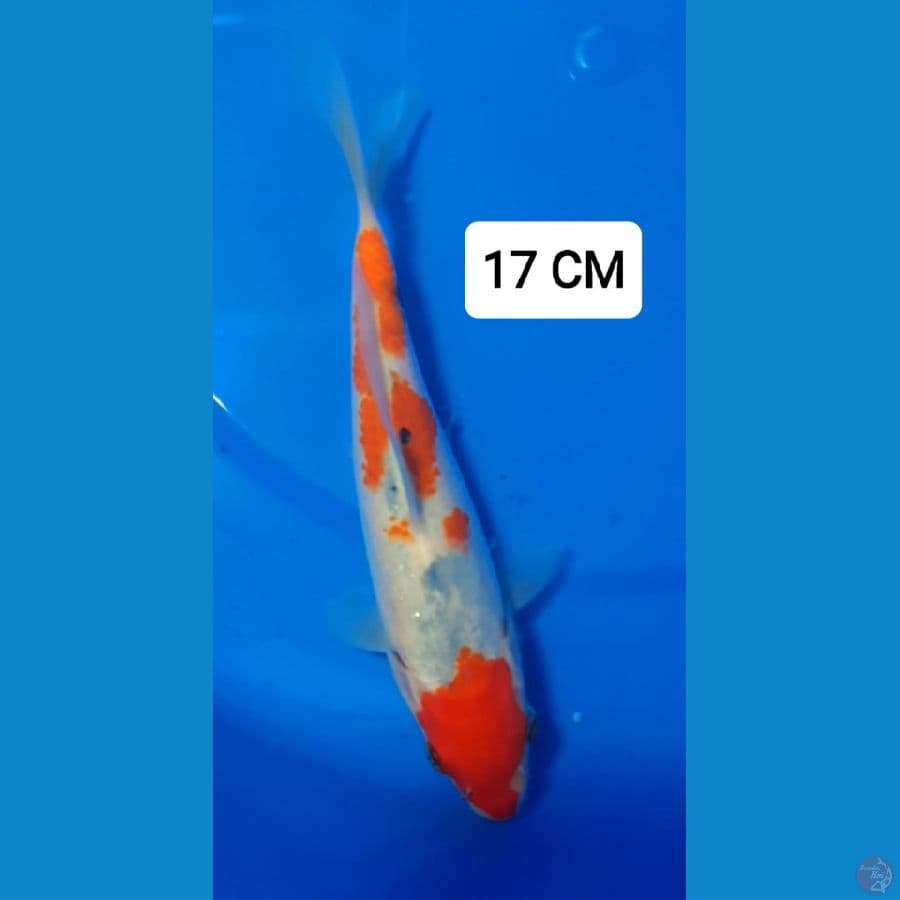 Sanke 17 CM