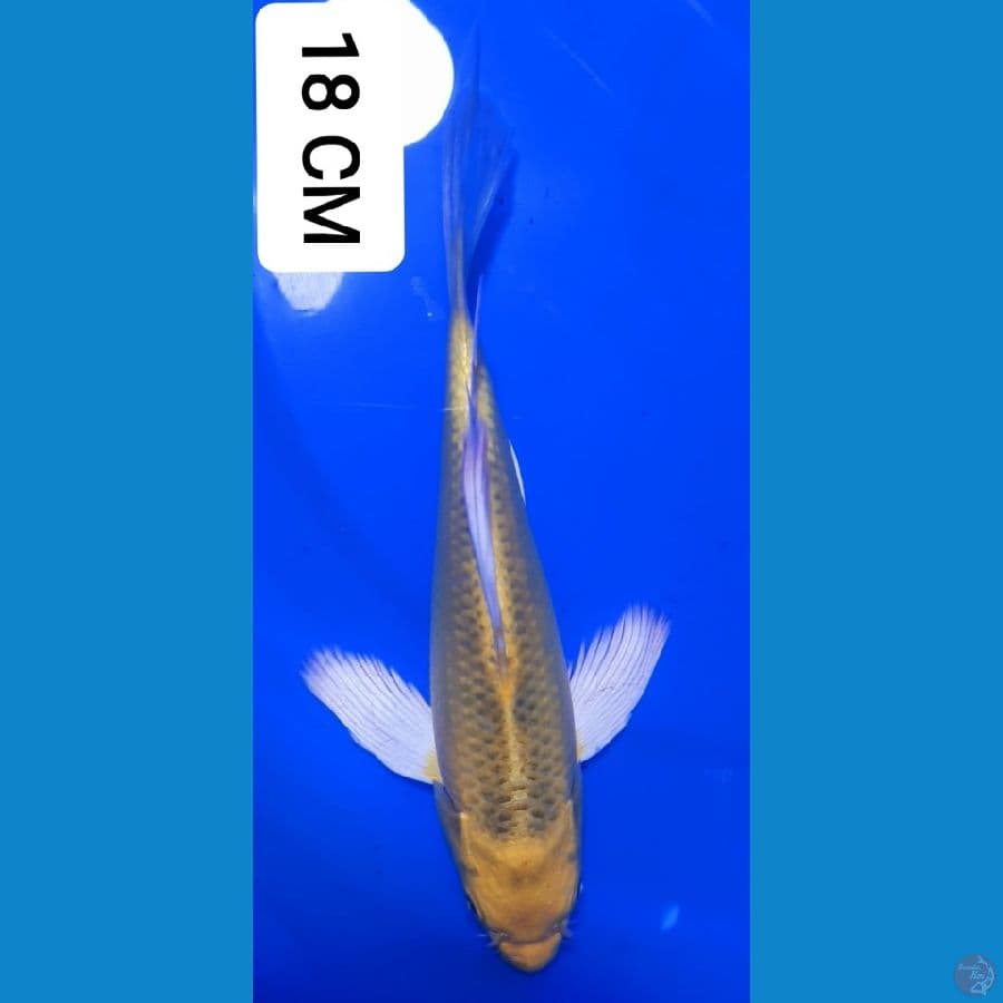 Kumpay Matsuba 18 CM