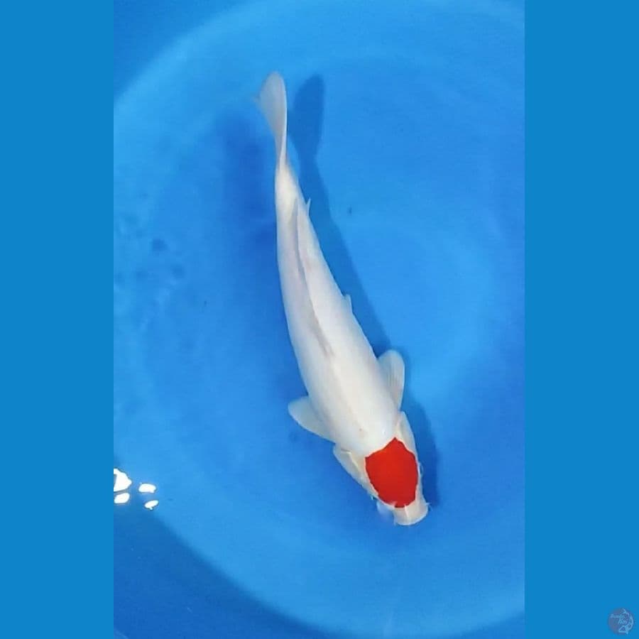 tc kohaku F/40cm