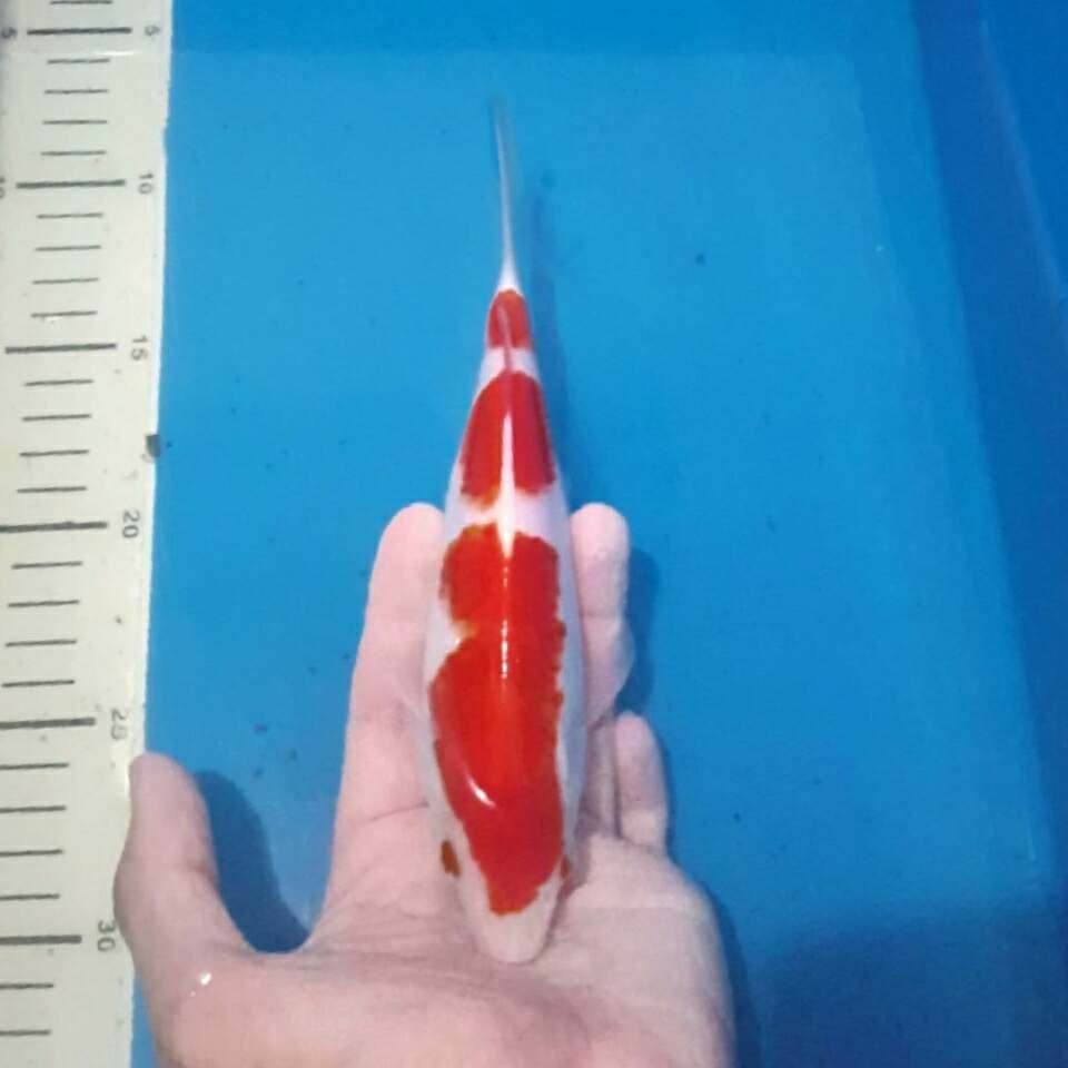 kohaku 3step calon juara