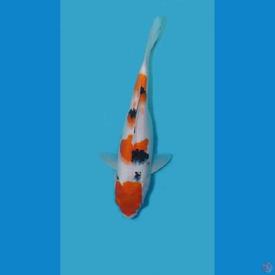 Sanke 25cm