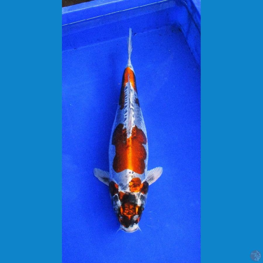 kikokuryu ±40cm