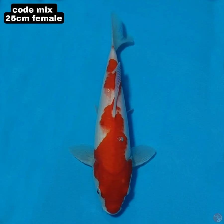 kohaku 25cm female