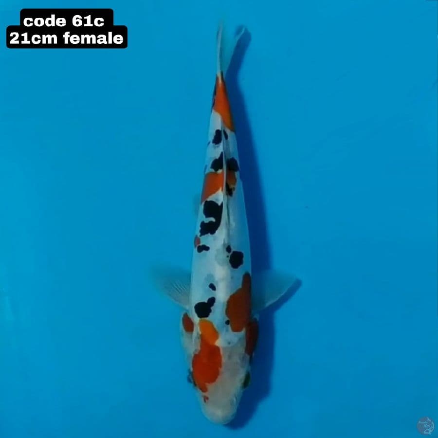 doitsu sanke 21cm female