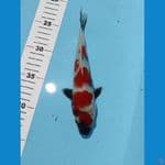 showa 20 cm
