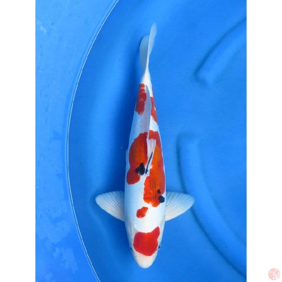 45cm , Male Doitsu Sanke