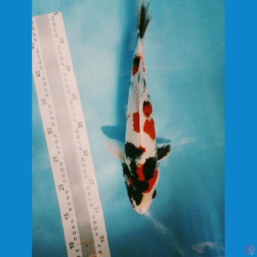 kindai showa 34cm jantan