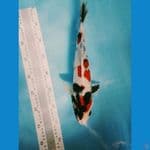 kindai showa 34cm jantan