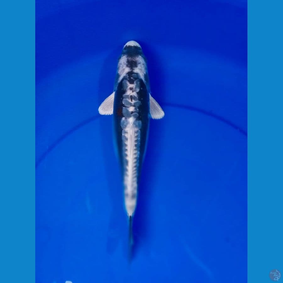 kawarimono 30 cm