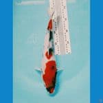 showa (-+37cm)