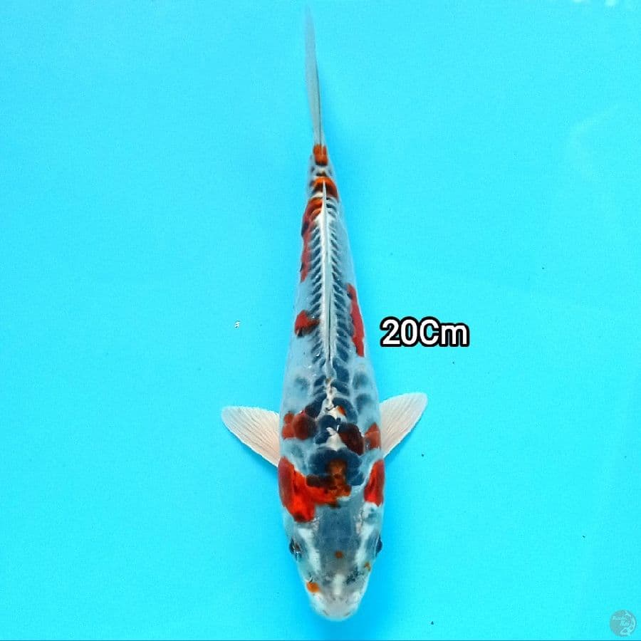 Kujaku Doitsu HQ 20cm
