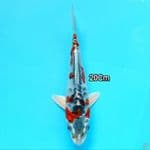 Kujaku Doitsu HQ 20cm