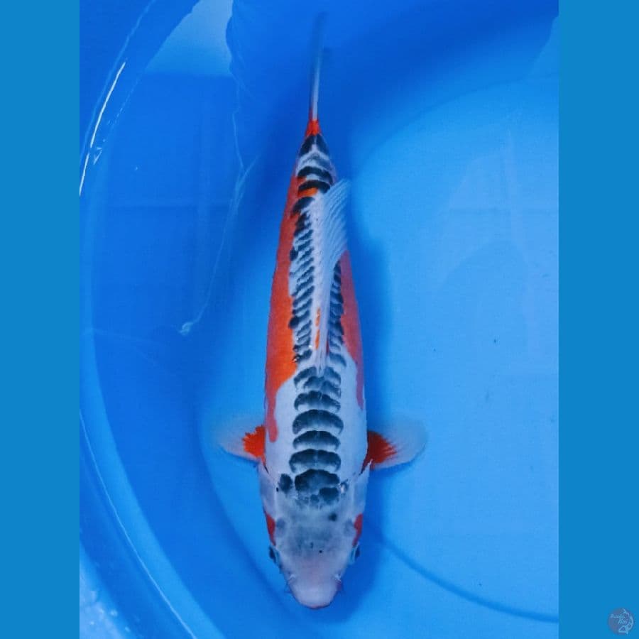 HQ HANNA-SHUSUI 37cm/Ml