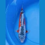 HQ HANNA-SHUSUI 37cm/Ml