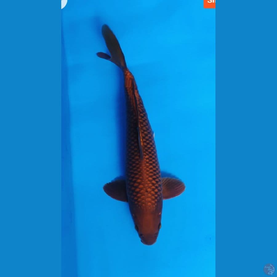 Chagoi Tembaga Jos 