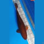 Chagoi Temnaga Jumbo Jos