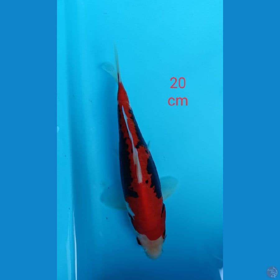 Beni kumonryu 20 cm