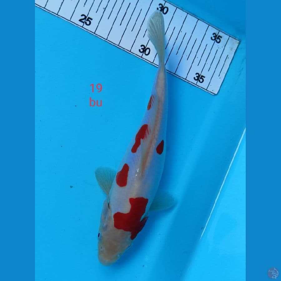 kohakhu doitsu murni 19 cm