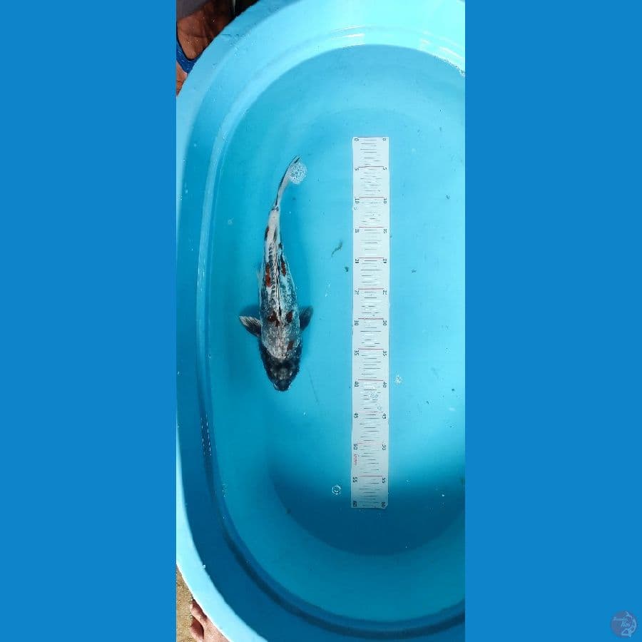 BENI KIKO 37 CM - ARIAKA FARM