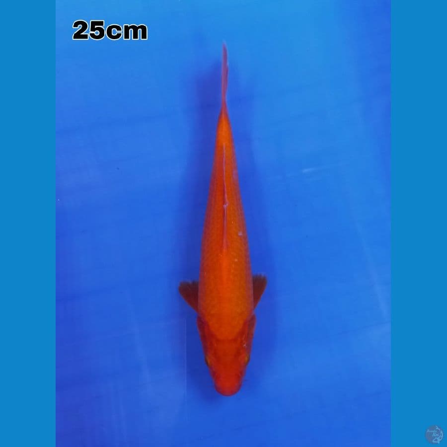 benigoi 25 cm tembus