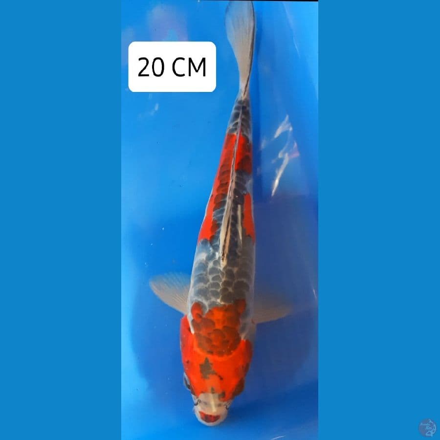 Goshiki Aragoke 20 CM