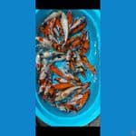 Paket mix koi 50ekor 