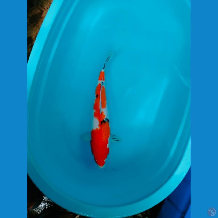 sanke f1 jumbo 50 cm