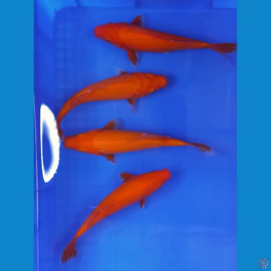 Paket Benigoi