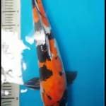 56cm Showa Impor Ogata