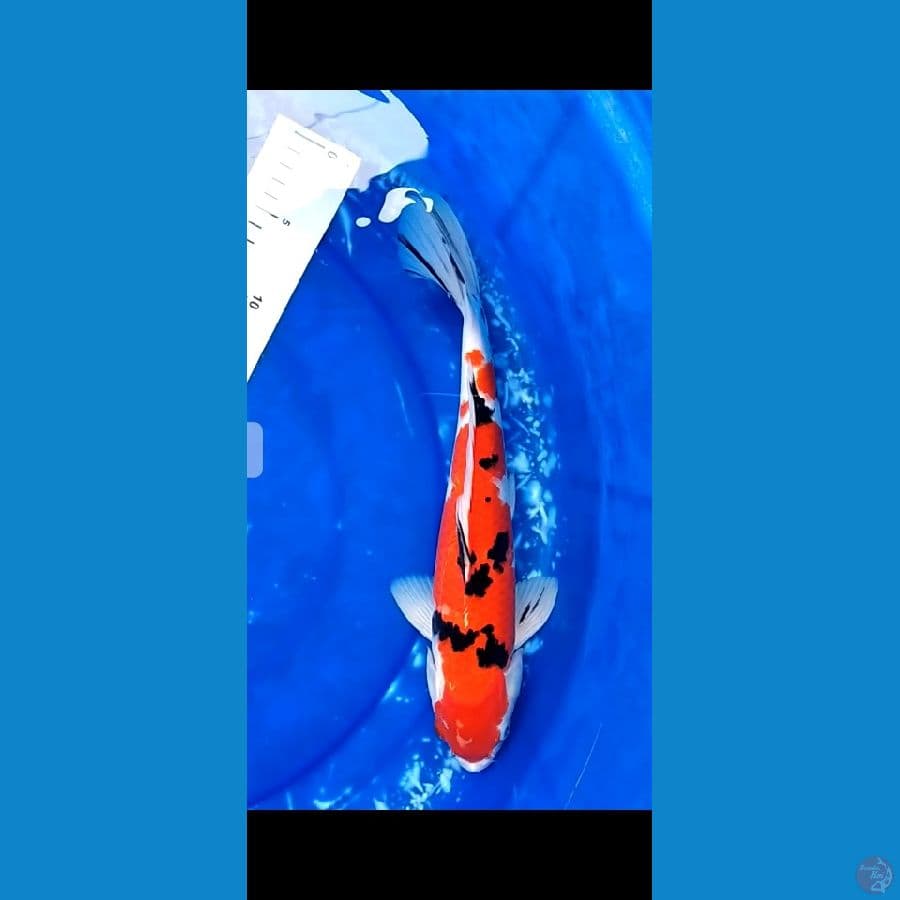 sanke red strong