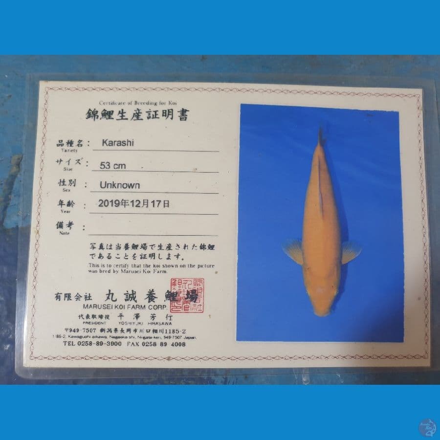 Karashi Marudo Female 66cm