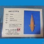 Karashi Marudo Female 66cm