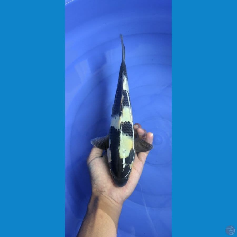 Shiro Utsuri 28cm