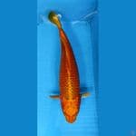 gold matsuba 40cm jantan 