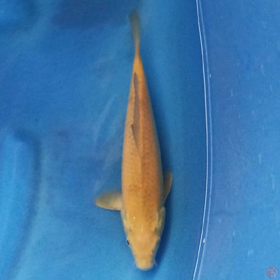 Karashi 30cm