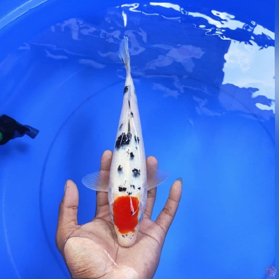 TC SANKE 27CM
