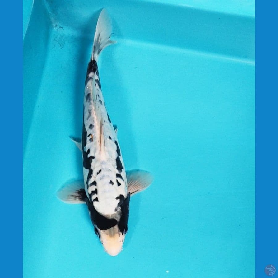 black koshui 27cm male